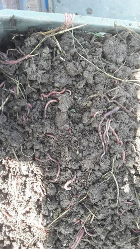 Earthworms Breeding Culture Matrix Seeding