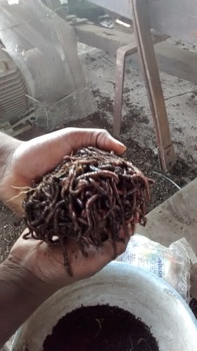 Healthy Earthworm Clump Biomass Harvest